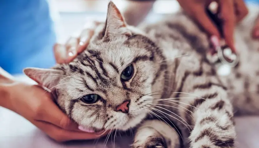 A veterinarian examines a tabby cat, checking for a heart murmur. The cat looks calm as it's gently held.