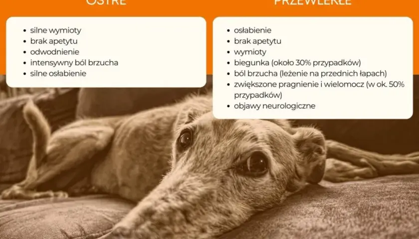 Ostre zapalenie trzustki u psa: jakie są objawy i leczenie tej choroby?