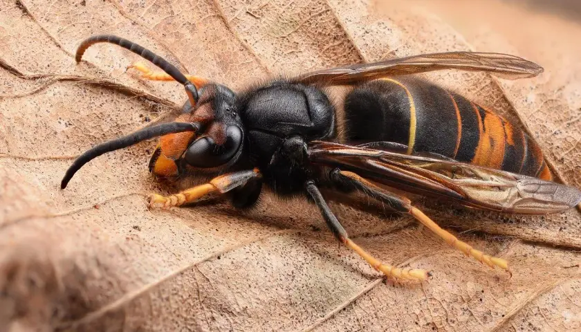 Un maestoso calabrone nero e giallo gigante riposa su una foglia secca, le sue ali trasparenti e le zampe gialle ben visibili.