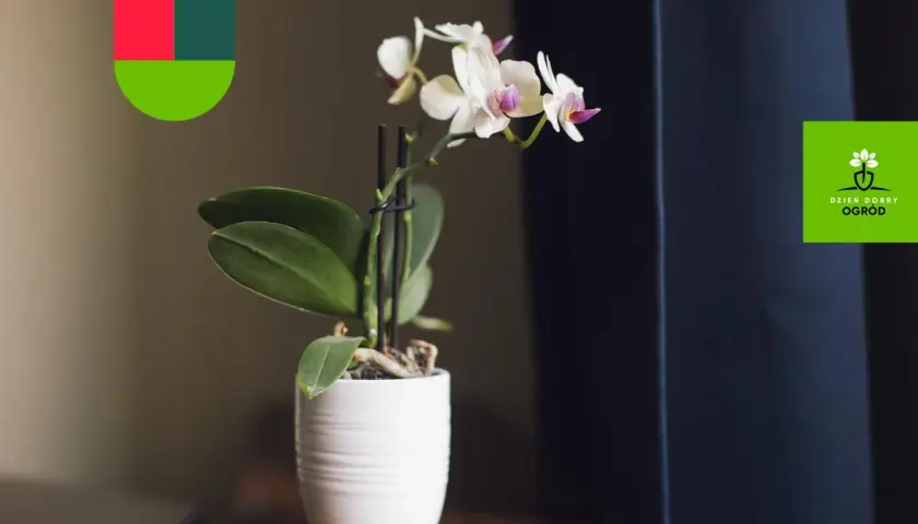 Delikatne storczyki odmiany Phalaenopsis w białej doniczce, z logo "Dzień Dobry Ogród".