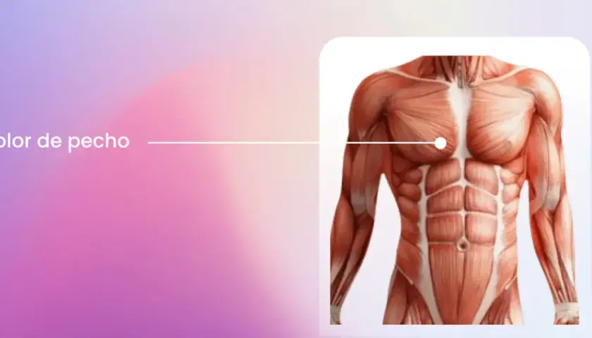 Anatomía del torso masculino, destacando los músculos pectorales. Aprende cómo saber si el dolor de pecho es muscular.