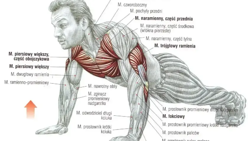Anatomia mięśni podczas wykonywania pompek na uchwytach. Ilustracja pokazuje zaangażowane mięśnie klatki piersiowej, ramion i przedramion.