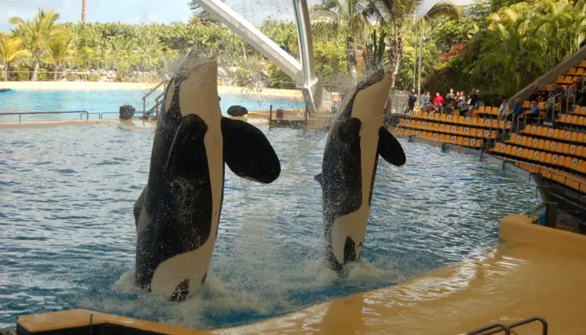Orca che saltano a Tenerife con bambini che osservano. Un'esperienza indimenticabile per tutta la famiglia.