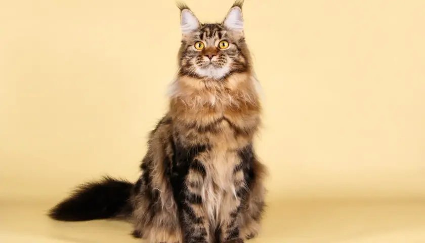 Majestuoso gato Maine Coon, con su pelaje atigrado y ojos dorados, posa con elegancia sobre un fondo amarillo.