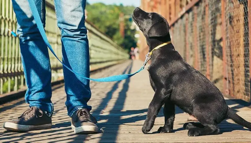 Tresura labradora: Kompleksowy poradnik od szczeniaka do eksperta