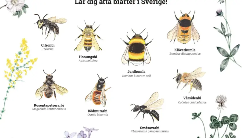 Illustrationer av åtta olika typer av bin i Sverige: citronbi, honungsbi, jordhumla, klöverhumla, rosentapetserarbi, rödmurarbi, småsovarbi och vårsidenbi.