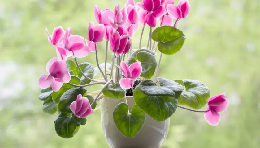 Plantas de interior con flor, un ciclamen rosa vibrante florece en una maceta blanca, sus pétalos delicados contrastan con las hojas verdes.