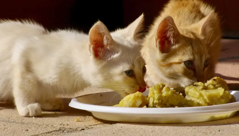 Two kittens, one white and one ginger, curiously investigate a plate of mashed potatoes, raising the question: can cats eat potatoes?