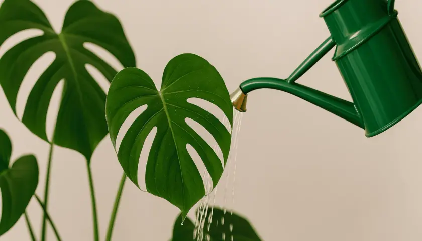Grüne Gießkanne bewässert eine Monstera-Pflanze. Der Wasserbedarf der Monstera wird hier bildlich dargestellt.