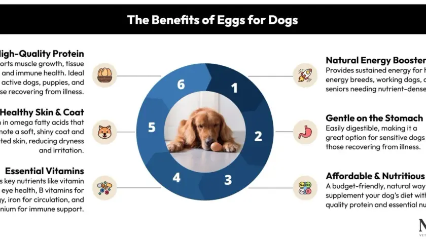 A Golden Retriever lies with an egg, illustrating the benefits of eggs for dogs, including protein, vitamins, and energy.