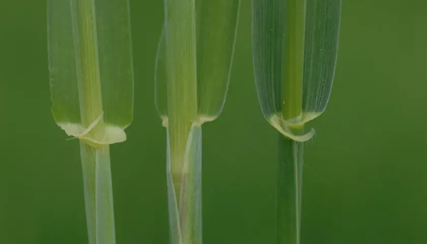 Nahaufnahme von drei grünen Grashalmen. Der Unterschied zwischen Roggen und Gerste ist subtil, aber die feinen Härchen am Halm der Gerste sind ein Hinweis.