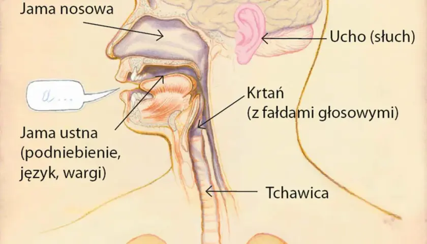 Przekrój przez jamę ustną, nosową i gardło, pokazujący język, podniebienie, krtań z fałdami głosowymi i tchawicę. Mięśnie zewnętrzne języka są kluczowe dla mowy.