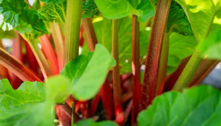 Gros plan sur un pied de rhubarbe, ses tiges rouges et vertes promettent une tarte savoureuse.