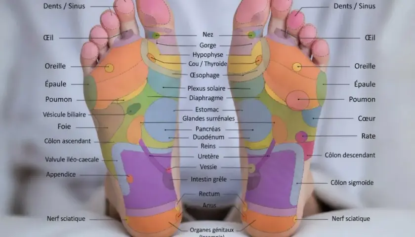 Carte des zones réflexes du pied. Découvrez qu'est ce que la réflexologie plantaire et ses bienfaits pour le corps.