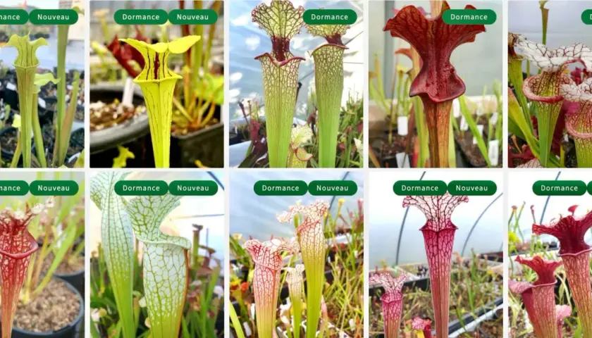 Collection de Sarracenia, plantes carnivores aux formes variées. L'entretien de ces beautés est simple, même en dormance.