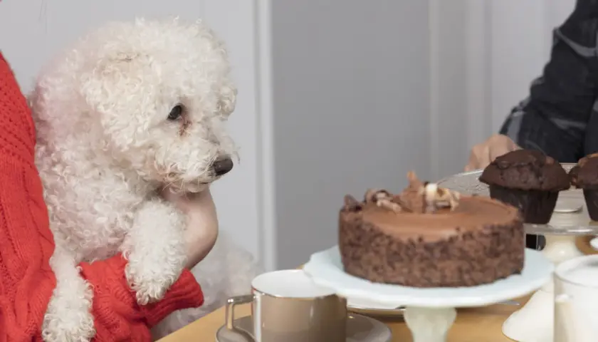A fluffy white dog looks longingly at a chocolate cake, making one wonder, "can dogs eat chocolate?