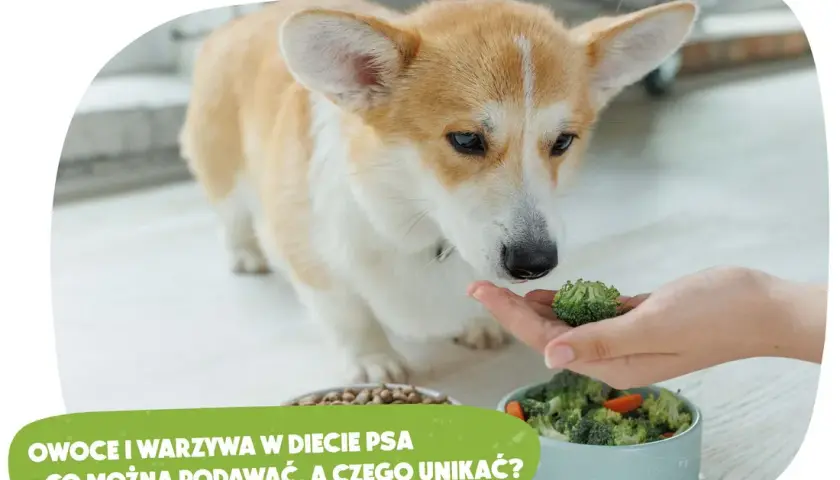 Kiedy szczeniak może jeść owoce? Bezpieczne smaki dla pupila