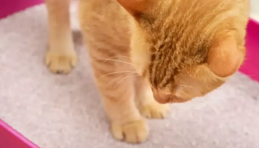 Gato naranja curioso olisquea la arena de su caja, ¿será que mi gato se come la arena?