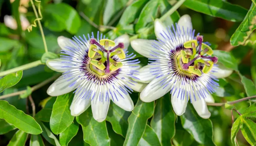 Zwei Passionsblumen blühen in voller Pracht. Ihre faszinierende Form und die zarten Farben lassen die beruhigende passionsblume wirkung erahnen.