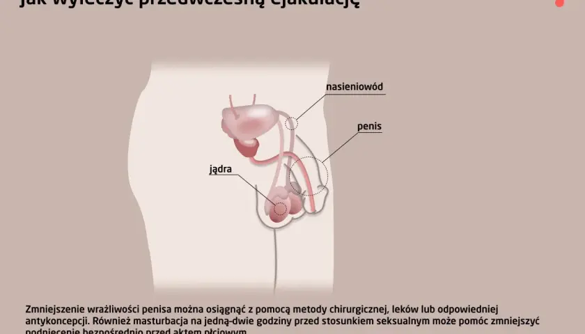 Anatomia układu rozrodczego męskiego, ilustracja wyjaśniająca, jak można zaradzić niespodziewany wytrysk.