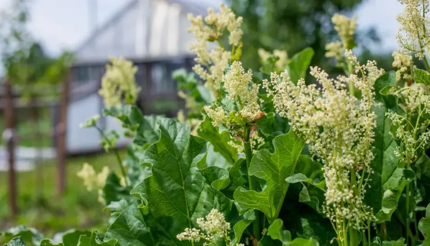 Blommande rabarber i kruka med stora gröna blad och små vita blommor. I bakgrunden skymtar ett växthus.
