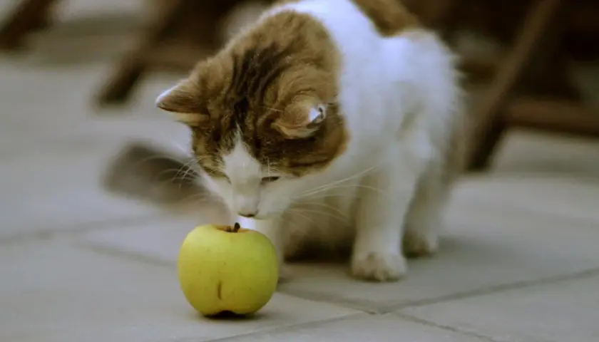 Un gato curioso olfatea una manzana verde, explorando si los gatos pueden comer manzana.