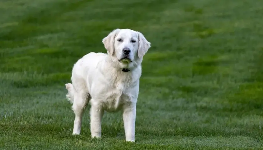 Golden Retriever: Ile żyją? Wydłuż życie psa!