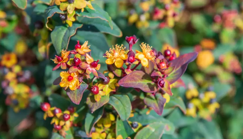 Fleurs jaunes et baies rouges sur une plante de millepertuis, aux feuilles vertes et pourpres.