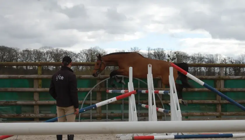 Un cavalier observe un cheval brun franchir différents types d'obstacles CSO dans un manège extérieur.