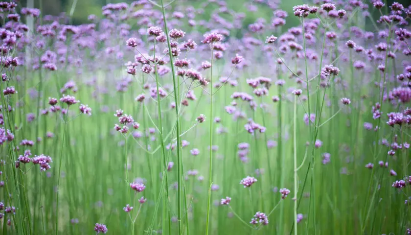 En äng av lila verbena i kruka, med mjuka gröna stjälkar som sträcker sig mot himlen.