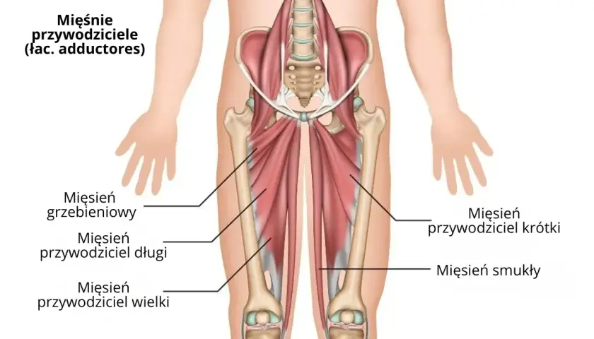 Anatomia mięśni przywodzicieli uda: mięsień grzebieniowy, przywodziciel długi, przywodziciel wielki, przywodziciel krótki i smukły.