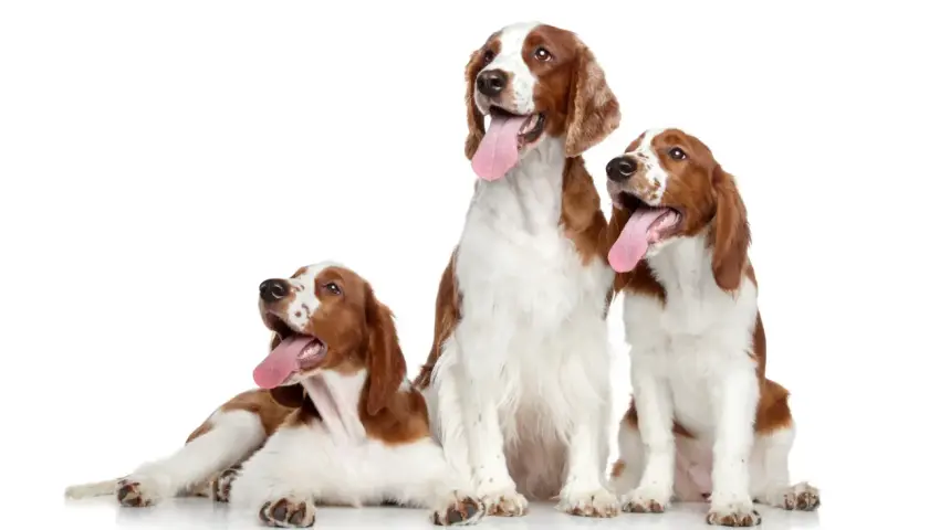 Drei freundliche Spaniel-Rassen mit roten und weißen Fellmustern sitzen und liegen vor weißem Hintergrund, ihre Zungen hängen heraus.