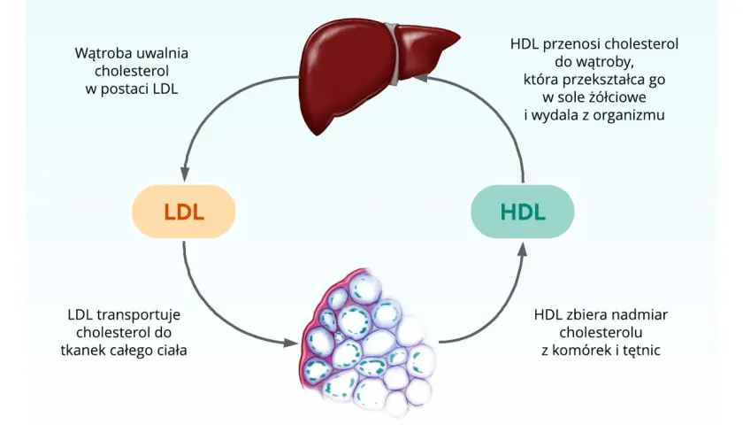 Cholesterol HDL/LDL: Oblicz i zinterpretuj wskaźniki ryzyka