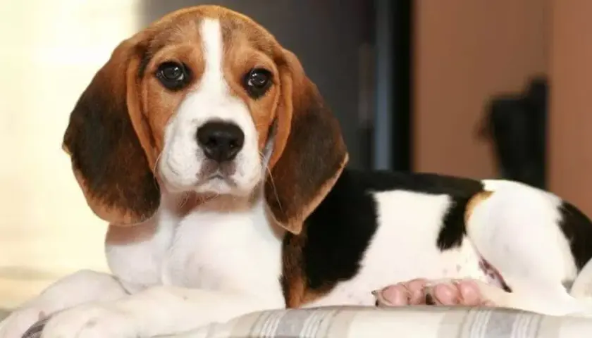 Jak tresować beagle'a? Sprawdzone metody i porady eksperta