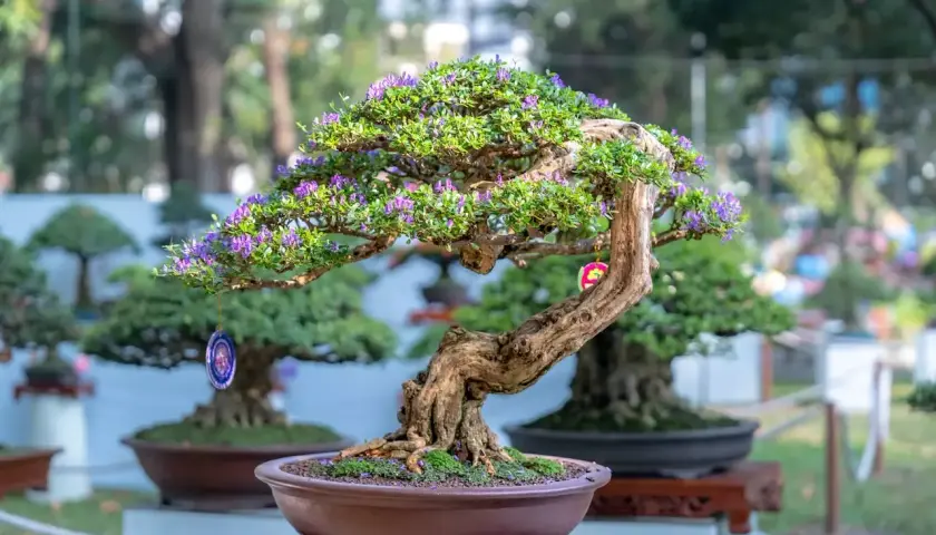 Magnifique arbre nain d'origine asiatique, orné de petites fleurs violettes et de décorations suspendues, dans un pot en terre cuite.