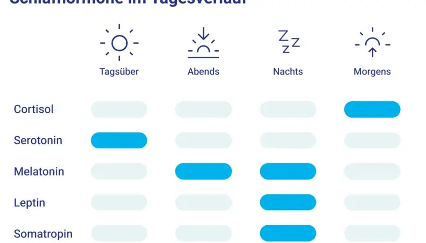 Tagesverlauf von Schlafhormonen: Serotonin ist tagsüber hoch, Melatonin steigt nachts an.