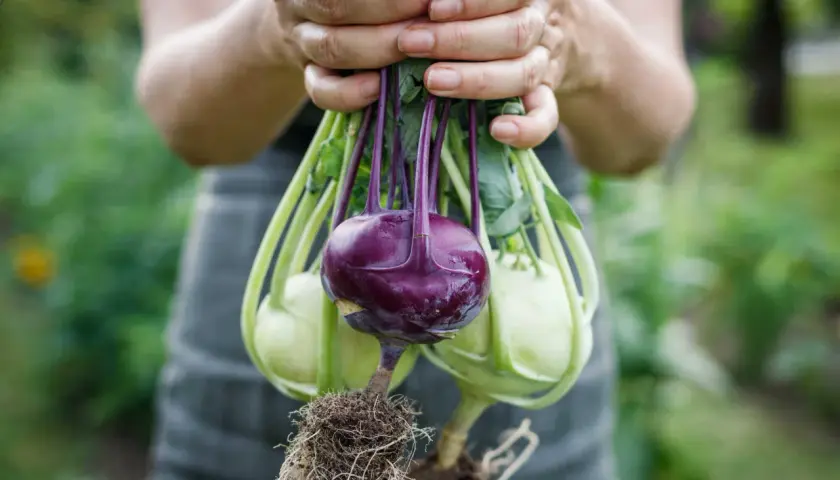 Hände halten frisch geerntete Kohlrabi-Pflanzen mit Wurzeln. Eine dunkelviolette Kohlrabi sticht hervor, umgeben von hellgrünen Exemplaren.