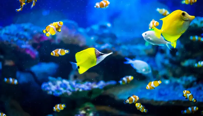 Kolorowe ryby błazenki i żółta ryba w akwarium w Oceanarium Rewal.