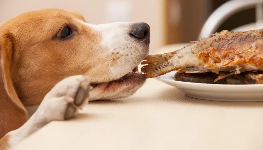Un beagle prueba un pescado frito. ¿Es bueno el pescado para los perros? ¡Este parece disfrutarlo!