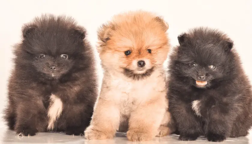 Trzy puszyste szczenięta rasy pomeranian siedzące obok siebie, dwa czarne i jedno rude.