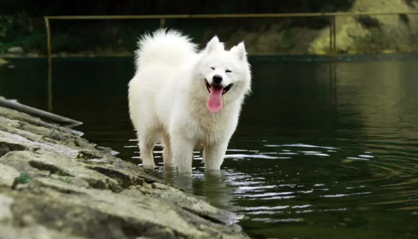 Uśmiechnięty samojed biały puchaty pies stoi w wodzie, ciesząc się letnim dniem.