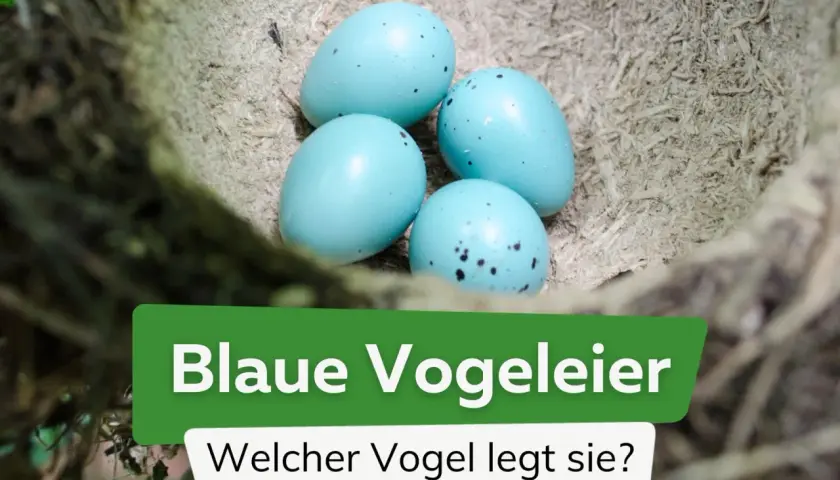 Vier leuchtend blaue Vogeleier liegen im Nest. Welcher Vogel legt sie?