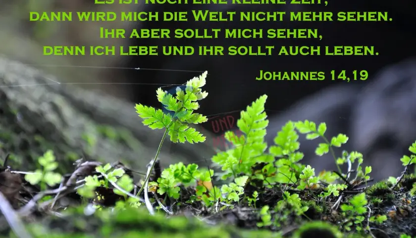 Grüne Farne wachsen im Moos. Ein Zitat sagt: "Denn ich lebe und ihr sollt auch leben.