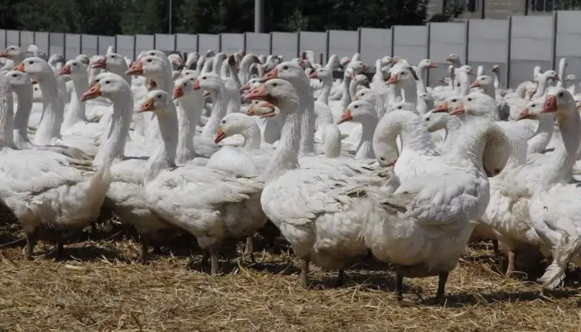 Stado białych gęsi na słomie. Czy hodowla gęsi się opłaca? Wiele ptaków, potencjalny zysk.