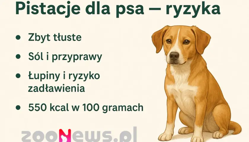 Pies i pistacje? Ryzyko zadławienia, sól, przyprawy i wysoka kaloryczność. Zastanawiasz się, czy pies może jeść pistacje? Lepiej nie ryzykuj.