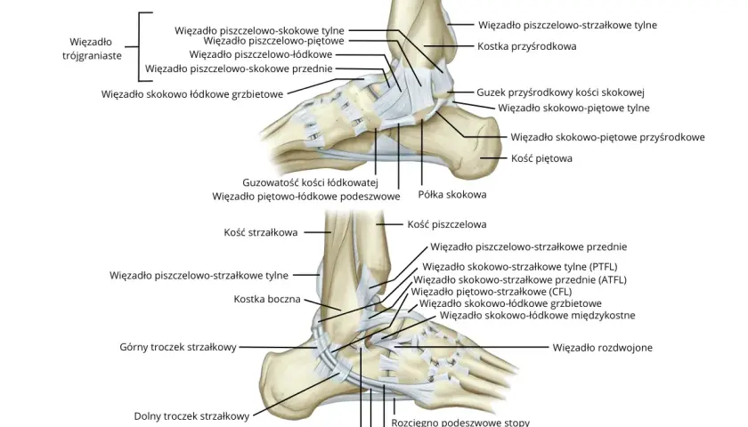 Anatomia stawu skokowego z zaznaczonymi więzadłami. Ból kostki po zewnętrznej stronie może być związany z uszkodzeniem więzadła skokowo-strzałkowego przedniego (ATFL).