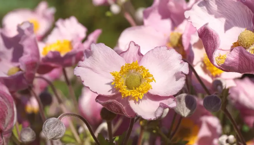 Fleur anémone, symbole de l'amour et de l'attente. Ses pétales roses délicats s'ouvrent sur un cœur jaune vif.