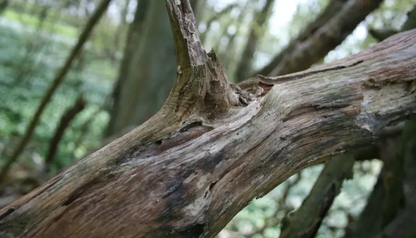 Ein knorriger, toter Baumstamm liegt im Wald. Seine Rinde ist zerfurcht und zeigt Spuren der Zeit.
