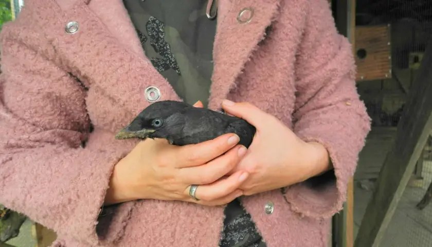 Ein Mensch hält einen jungen Dohlenvogel in seinen Händen. Der Vogel ist schwarz mit blauen Augen und einem spitzen Schnabel.