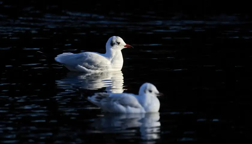 Dwie mewy na ciemnej wodzie. Jedna z nich jest wyraźna, druga lekko rozmyta. Piękna fotografia ptaków.
